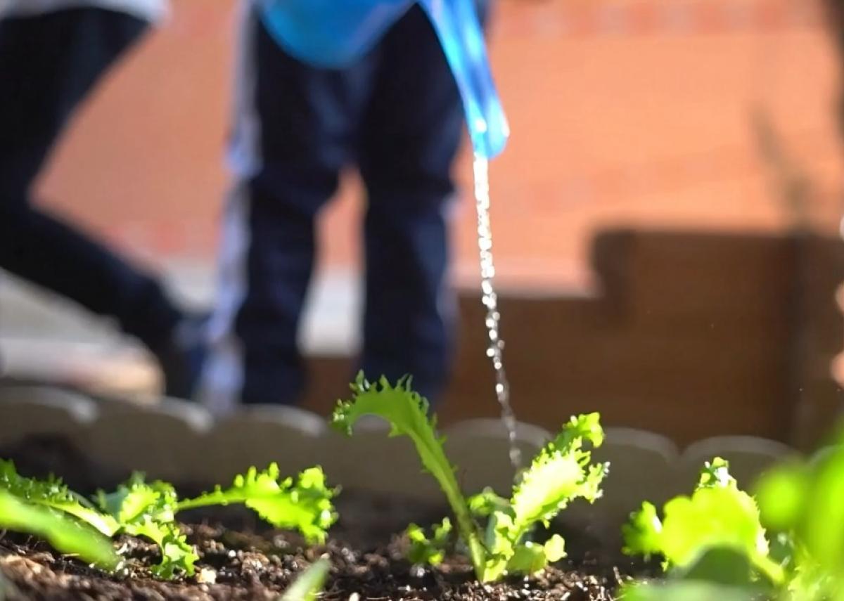 Agroecología Escolar